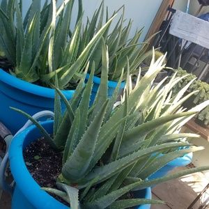Aloe Vera  Plants (gel) So Amazing Boost Collagen